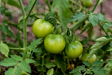 red and green tomatoes on a bush in the garden on summer. Healthy food. Diet