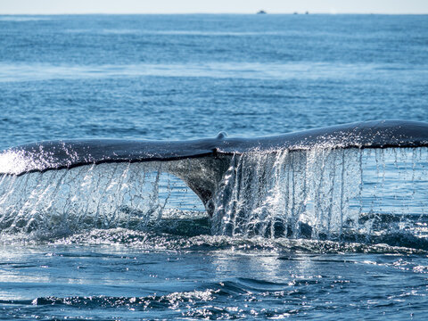 The tail of a Humpback Whale leaves the water off Eden, on the New South Wales south coast.