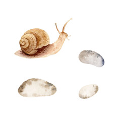 watercolor tiny brown snail with spiral shell, horns on head and spotted gray stones, set of hand drawn garden theme sketch, slimy animal, spring and summer illustration of wildlife for decoration © TATIANA