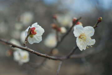梅の花