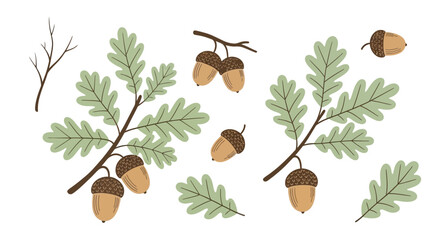 Collection of acorns and oak leaves arranged in a decorative pattern on a branch © John