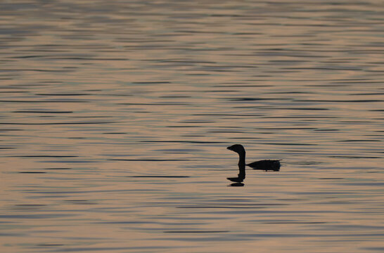Silhouette of a pied-billed grebe floating on a lake that is reflecting early morning sunlight, Chickamauga Lake, Booker T. Washington State Park, Tennessee