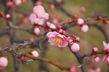 梅の花