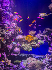 Vibrant coral reef scene featuring neon pink and orange tropical fish swimming among diverse anemones and rocky formations in a deep blue saltwater aquarium environment. © Tetiana