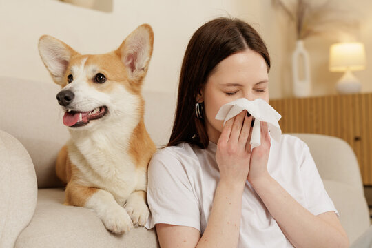 Woman sneezing into tissue while sitting beside corgi on sofa