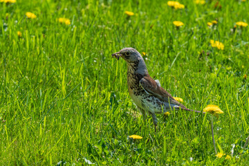 Fieldfare (Turdus pilaris) in the grass