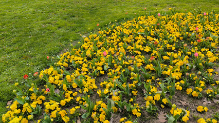 garden full of colorful blooming tulips, pansies and daises