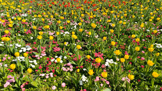garden full of colorful blooming tulips, pansies and daises