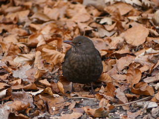 Small bird foraging among dry autumn leaves