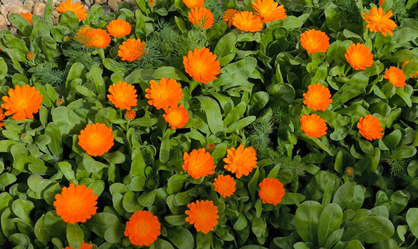 pot marigold flowers in bloom