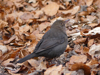 Bird standing among autumn leaves searching for food
