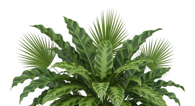 Lush green fern plant with detailed fronds isolated on transparent background