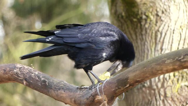 Black rook bird eating on a tree branch