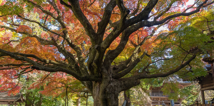 雷山千如寺大悲王院・大カエデ