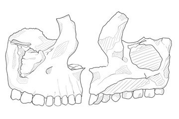 上顎骨　Maxilla © 華也 大谷