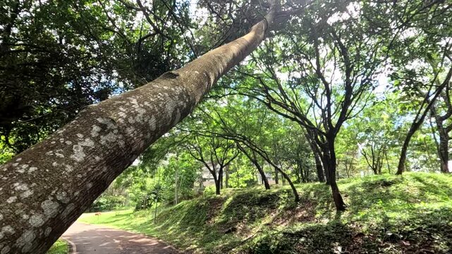 A Tree in a Public Park that fell over due to a termite infestation causing a safety hazard.