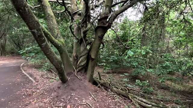 A Tree in a Public Park that fell over due to a termite infestation causing a safety hazard.