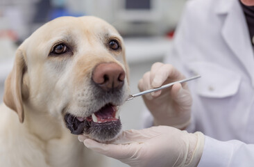 Veterinarian examining and cleaning dog&rsquo;s teeth with dental mirror, professional setting.