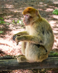 Obraz premium Portrait eines Berberaffen mit einem toten Vogel in den Pfoten auf einem Holzbalken sitzend im Sonnenschein 