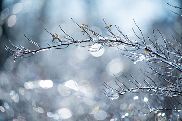branches covered with sparkling ice against a beautiful bright bokeh background. sunlight glows, creating a light and uplifting thaw atmosphere. winter ending and seasonal transition.