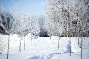 Obraz premium Horizontal shot of a winding snow path leading through frosted young trees and a birch forest on a sunny winter day, scenic cold weather landscape background, fresh deep snowdrift concept