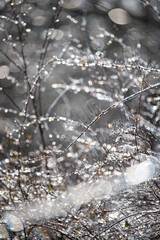 branches covered with sparkling ice against a beautiful bright bokeh background. sunlight glows, creating a light and uplifting thaw atmosphere. winter ending and seasonal transition.