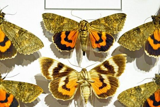 Pinned moths with cryptic brown forewings and vivid orange-and-black hindwings in museum. Conveys camouflage contrast, hidden color in nature, and dramatic visual appeal of Catocala specimen displays.