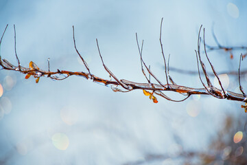 branches covered with sparkling ice against a beautiful bright bokeh background. sunlight glows, creating a light and uplifting thaw atmosphere. winter ending and seasonal transition.