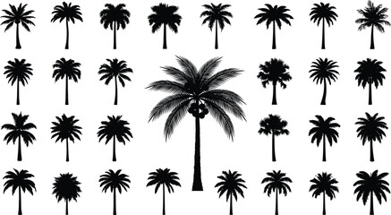 Obraz premium Palm tree silhouette illustration set, tropical varieties with coconuts, diverse frond shapes, botanical and landscape design theme - flat vector illustration