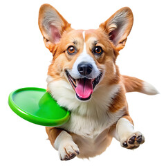 Corgi dog catching green frisbee isolated on a transparent background brown