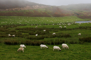 Obraz premium Flock of sheep grazing on a green hillside in Scotland