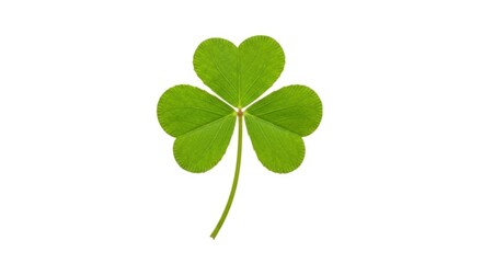 Vibrant green three-leaf clover (shamrock) isolated on a white background, symbolizing luck, nature, and St. Patrick's Day.
