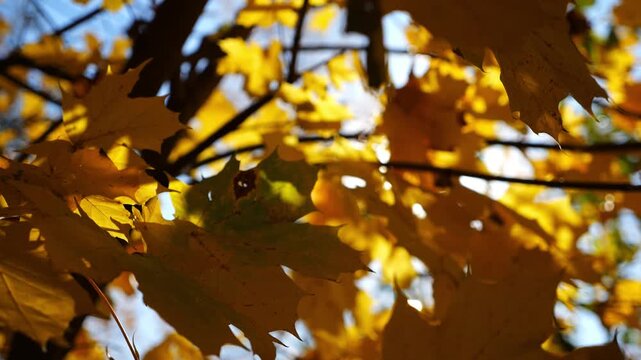 Yellow maple leaves on tree branches gently swaying in wind with sunlight at background. Lush autumn golden foliage swinging on the breeze at forest. Beautiful colorful fall season. Slow motion