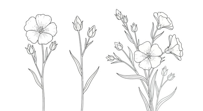 Delicate Flax Flowers Botanical Illustration Line Art.