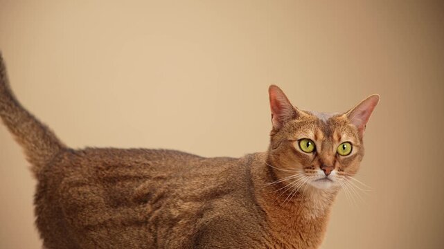 A hand reaches in to stroke a brown cat head. The cat body is turned away from the camera.