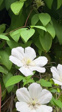 White clematis vine blooming in summer garden with green leaves