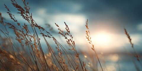 Fototapeta premium Golden Whispers: Grass Dancing in Sunlight's Embrace Under a Cloudy Sky