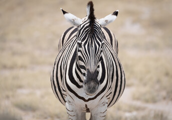 Naklejka premium A Plains Zebra in Etosha National Park, Namibia, Africa