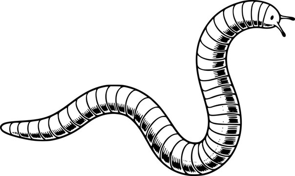 Stylized ink drawing of an earthworm, conveying simplicity and n

