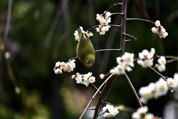 枝垂れ梅も曲がらない軽くて小さいメジロ