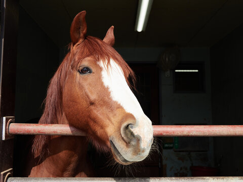 日本の牧場で飼育された馬の様子