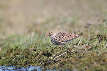 Fototapeta premium An adult female ruff (Calidris pugnax) is photographed close-up standing on the grass by the lake.
