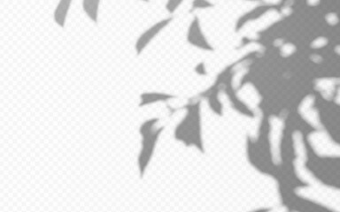 Fototapeta premium Shadow overlay of abstract foliage branch on transparent background