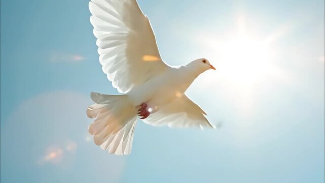 White Dove Flying in clear blue sky with sunlight 4K Videos