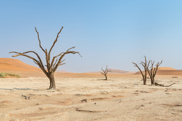 Dessicated trees at Sossusvlei Sesriem in the Namib desert, Namibia, Africa