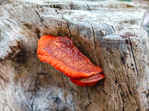 Vibrant orange Cinnabar Polypore (Pycnoporus cinnabarinus) fungus growing on a weathered tree trunk in the forest.