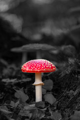 Fototapeta premium Single red fly agaric mushroom (Amanita muscaria) in the undergrowth of a forest in Sauerland in autumn. The bright red cap with light, flaky spots is isolated against dark black and white background.