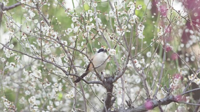 Close up view of Long-tailed Shrike (lanius schach) standing on flower tree and looking around, cute animal concept, 4k real time footage.