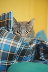 Gray shelter cat peeking from plaid pet bed against yellow wall © kkolosov