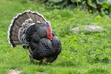 Turkey (Meleagris gallopavo)